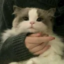 niepawcio