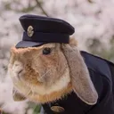 yoshinoprocz