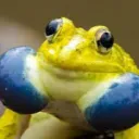 greggi