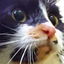 jestbubbles