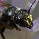 syntheticbee