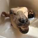 lord_farquaad_the_great#0458's avatar