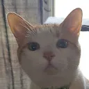 carlcat99