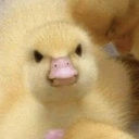 Profilbild för Glitched Duck