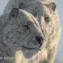anubian