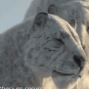 anubian