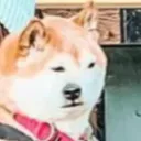cosmicshibe