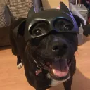 rexreality