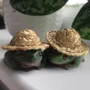 reallywacky