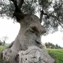tree_of_trees