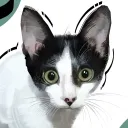 wolfythewitch