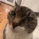 Аватар lol1conschik