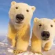 seabear211