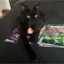 squilkey