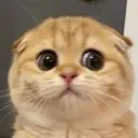 jjanjao