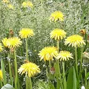 whitetulips