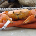 avatar CrustaceoSapien