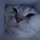 catgamedev