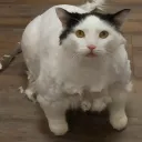 catgamedev