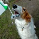 dogwithabog