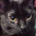 avatar MyNameIsAtticus