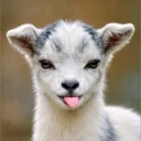 meeftheevil