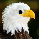 eagle_boi