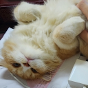 sloei member profile picture