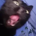 fnnycat