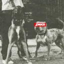 dahm2much