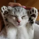 toshimeows