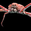 crustacean0917