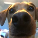 pancakethedog