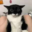 yappyapp1