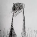 animatingstoat