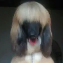 fumikoetoile