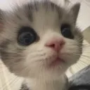 kiiroisunflower