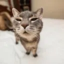 jaydikins