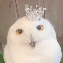 variumowl