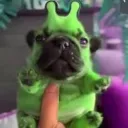 gamerdog
