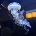 avatar ꓄ꋬ꓄ꏂꋪ ⋆⭒˚.⋆