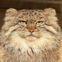 avatar jolly aaaa!!!!!!