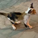 bm.h
