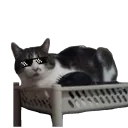 madklepa
