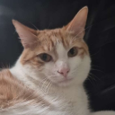 avatar 𝕵𝖎𝖓𝖝𝖊𝖉