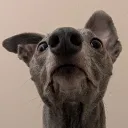 ayvr_here