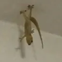 spookydaithi