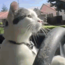 domturbo