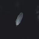 neoyiabba9248