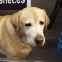 doggolism
